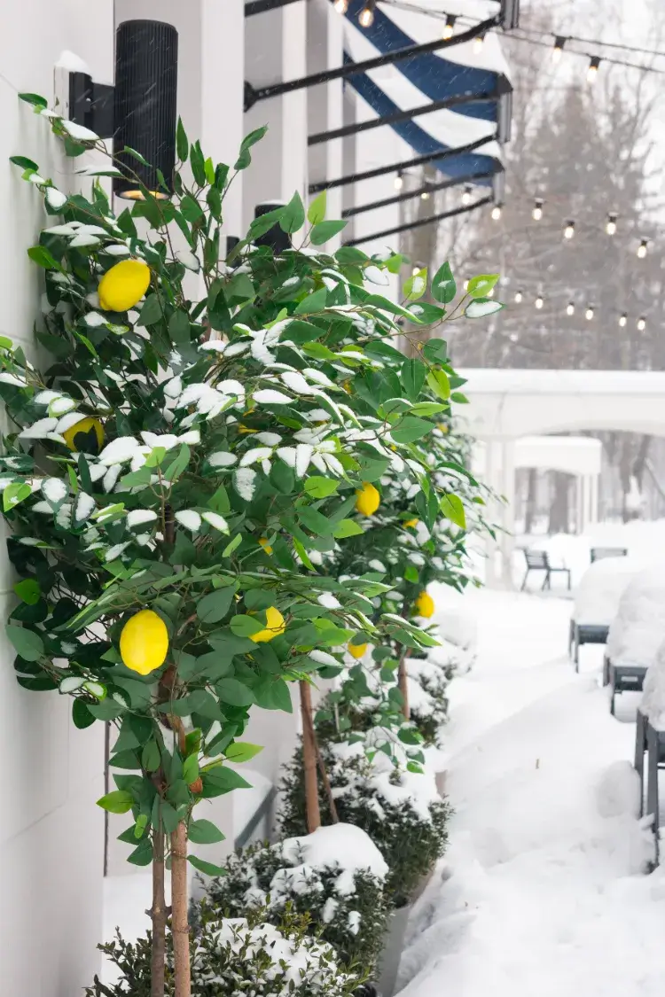 quelle température supporte un citronnier en pot hiver comment faire rentrer