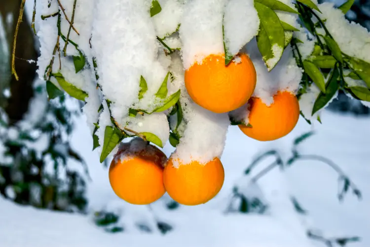 quelle température supporte un orange en hiver gèle t il comment le protéger du froid 