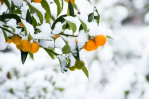 quelle température supporte un oranger hiver gèle minimale macky albor shutterstock