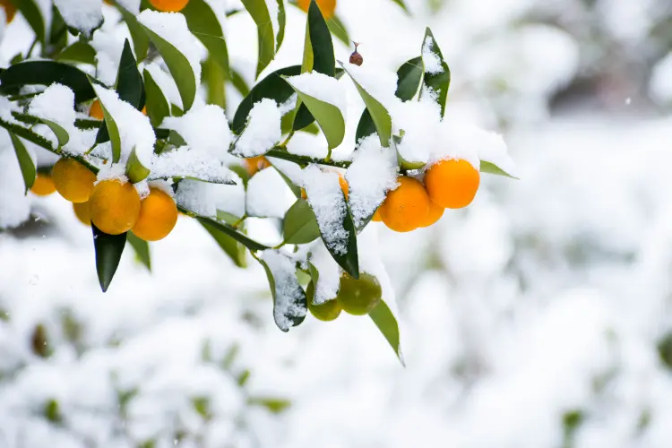 quelle température supporte un oranger hiver gèle minimale 