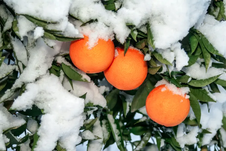 quelle température supporte un oranger hiver minimale comment hiverner protéger du froid 