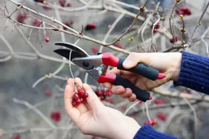 quelles plantes tailler en février comment faire pourquoi arbustes baies