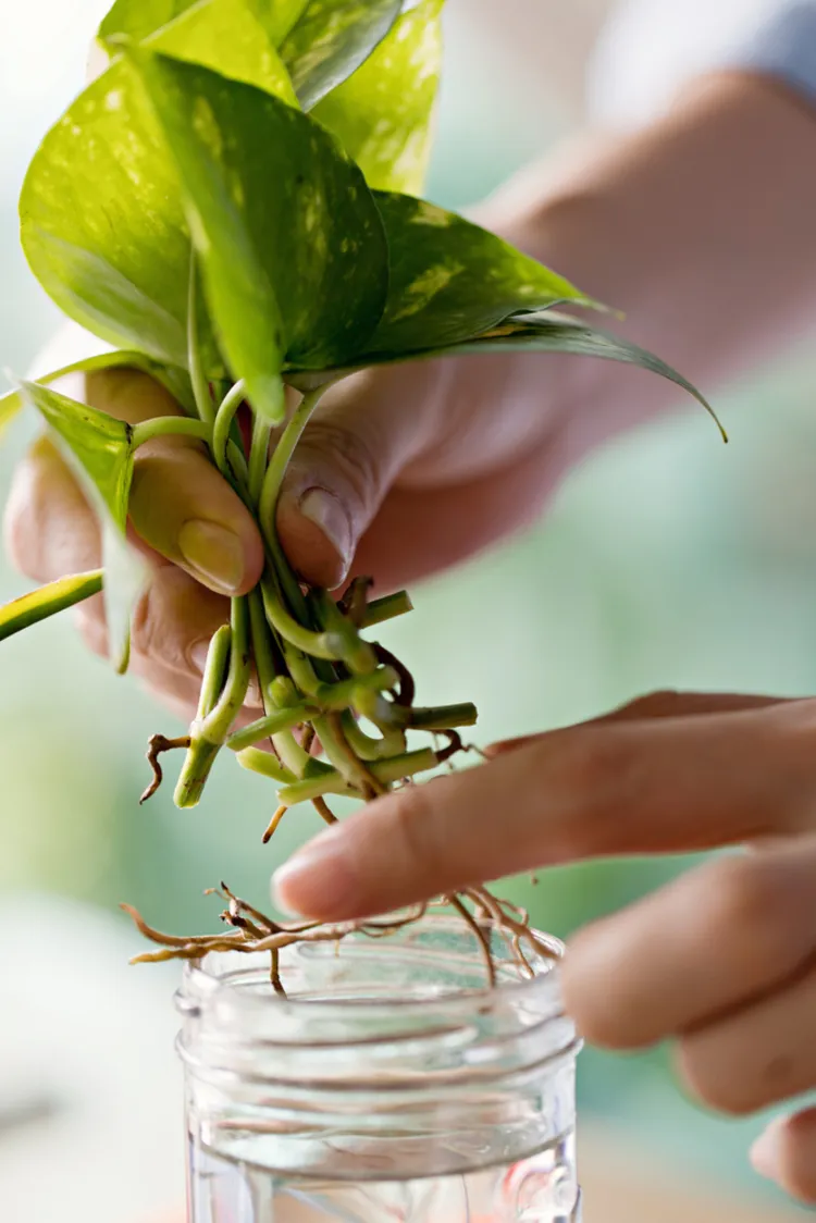 quelles sont les plantes les plus faciles à bouturer pothos