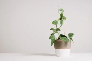 quelles sont les top plantes grimpantes d intérieur quel entretien pothos déco