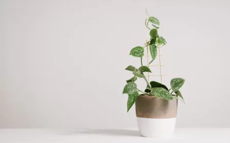 quelles sont les top plantes grimpantes d intérieur quel entretien pothos déco