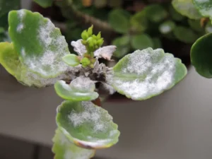 quels sont les meilleurs antifongiques naturels plantes intérieur pot moisissure blanche taches brunes pointes feuilles ishtvan rishko shutterstock