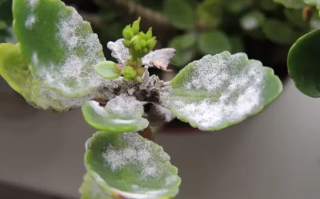 quels sont les meilleurs antifongiques naturels plantes intérieur pot moisissure blanche taches brunes pointes feuilles ishtvan rishko shutterstock