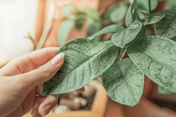 quels sont les meilleurs antifongiques naturels plantes pot bicarbonate de soude symptômes 