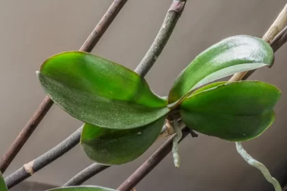 qu'est ce qu'un keiki orchidée