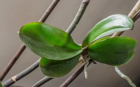 qu'est ce qu'un keiki orchidée