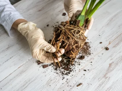 racines trop serrées dans une plante