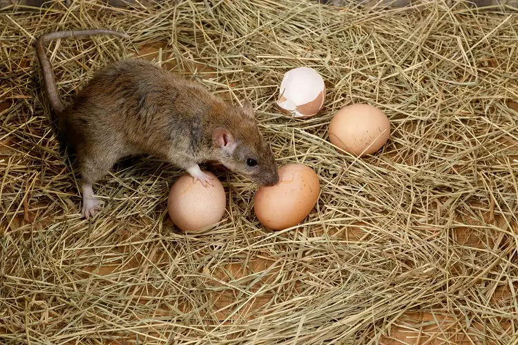Rats et autres rongeurs dans le poulailler : pourquoi et comment s'en  débarrasser ?