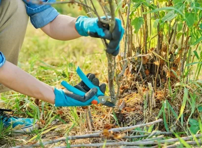 recépage des arbustes