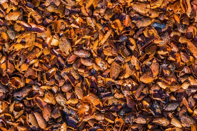 réutiliser les feves cabosses de cacao dans le jardin bienfaits paillage fertilisant naturel en coques de cacao