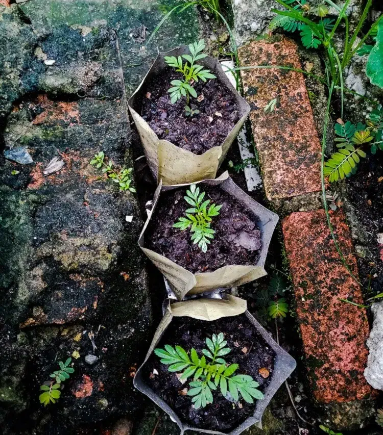 réutiliser les sachets de thé au jardin pour conserver l'humidité dans le sol