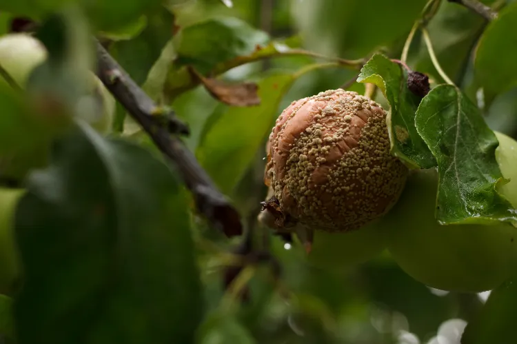 rouille comment traiter les champignons sur des arbres fruitiers moniliose