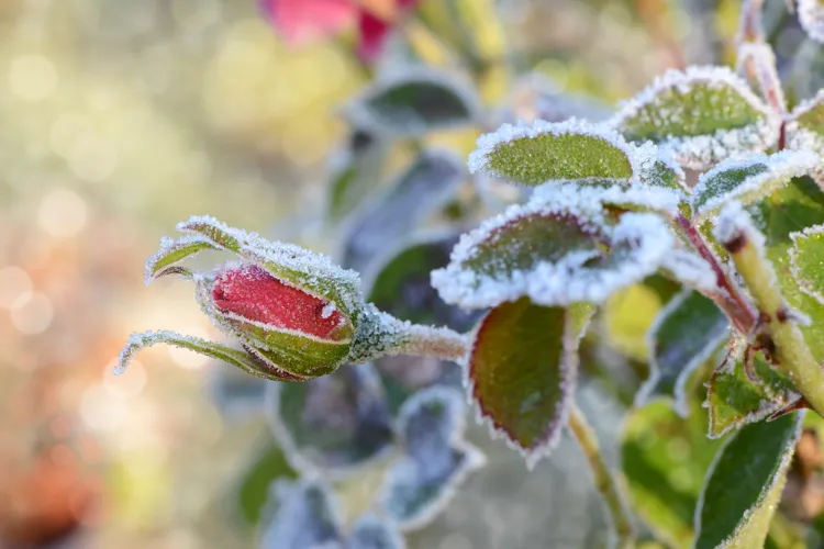 sauver une plante qui a pris le gel en pleine terre comment la faire repartir
