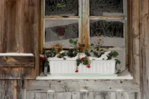sauver une plante qui a pris le gel en pot jardinière comment la faire repartir
