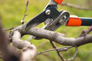 schema tuto comment tailler un mirabellier en hiver vieux astuces