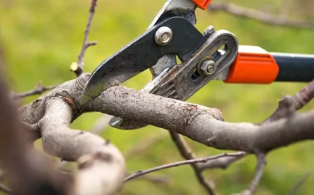 schema tuto comment tailler un mirabellier en hiver vieux astuces