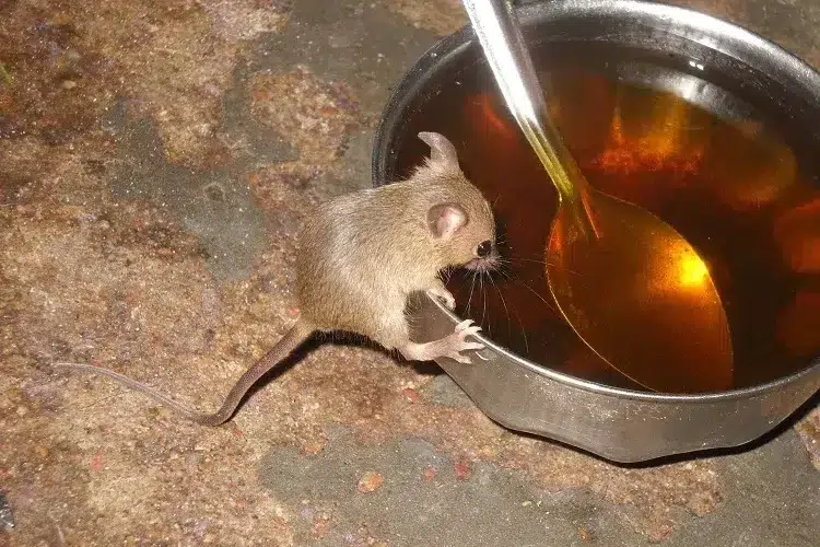 se débarrasser des rats et des souris avec du coca cola sucre bicarbonate de soude recettes de grand mère pour les tuer