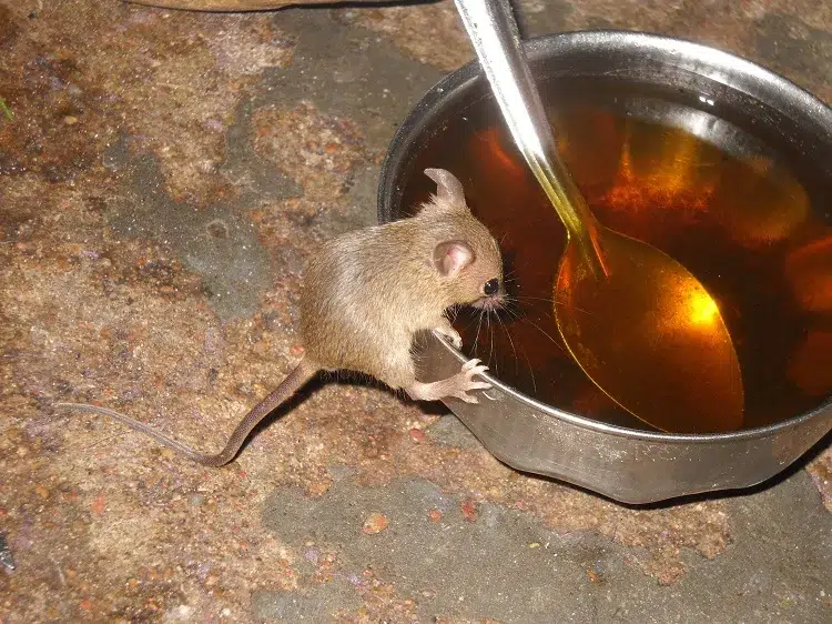 se débarrasser des rats et des souris avec du coca cola sucre bicarbonate de soude recettes de grand mère pour les tuer