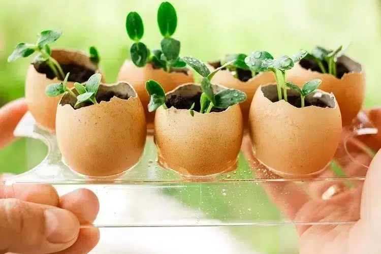 semer les graines dans des coquilles d'œufs