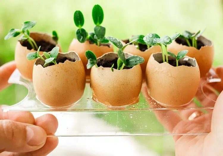 semer les graines dans des coquilles d'œufs