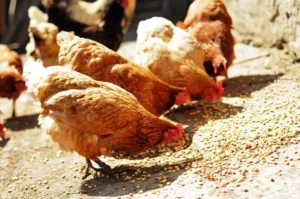 surpoids chez les poules pondeuses gros ventre ration journalière normale aucun besoin excéder