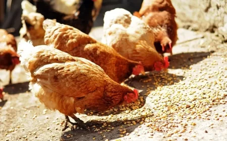 surpoids chez les poules pondeuses gros ventre ration journalière normale aucun besoin excéder
