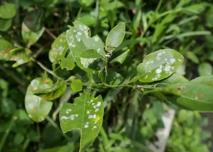 taches blanches sur les feuilles du citronnier