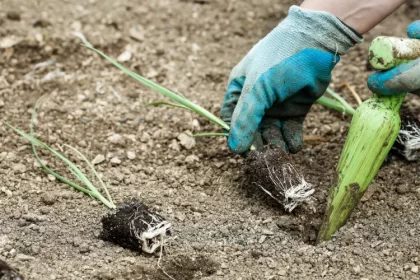 temps de levée des semis poireaux planter pleine terre jardin emplacement entretien arrosage 2024 zlikovec shutterstock