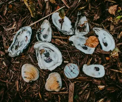 top idées pour recycler réutiliser les coquilles d'huîtres dans le jardin paillis compost aliment poules