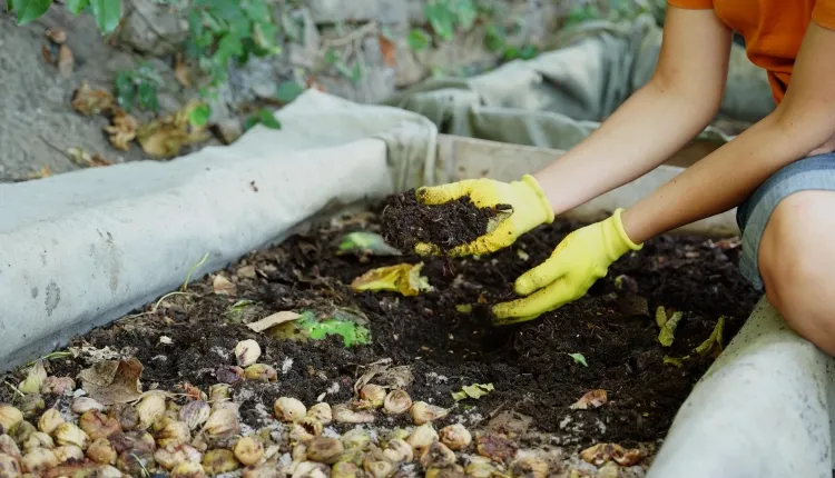 turricules de vers dans le jardin mettre semis directement compost enrichir incorporer nutriments