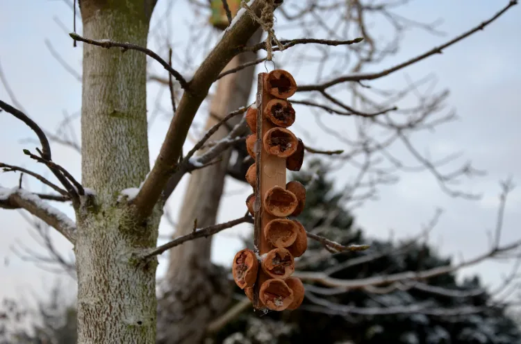 utilisations pratiques coquilles de noix noisettes jardin fabriquer hôtel abri insectes maison