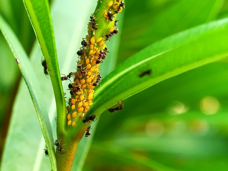 utiliser du sucre au jardin pour repousser les parasites insectes indésirables fourmis limaces pucerons