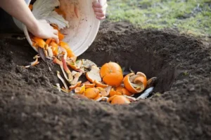 utiliser la peau des oranges dans le jardin
