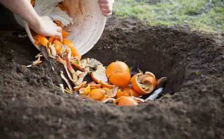 utiliser la peau des oranges dans le jardin