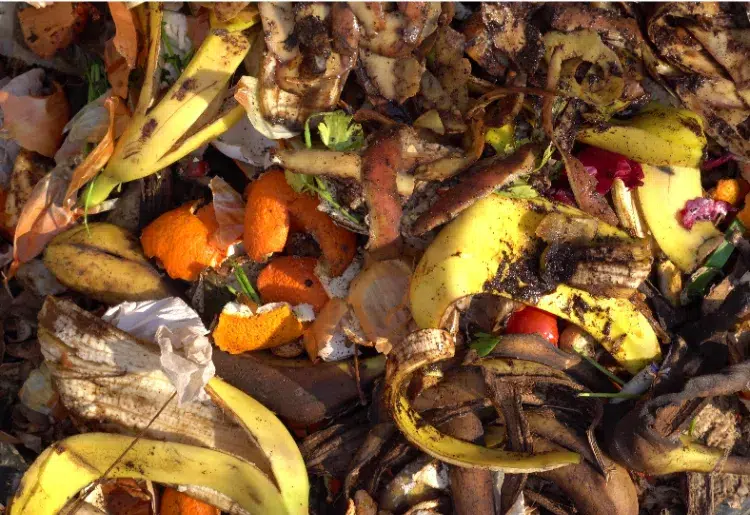 utiliser les coquilles de noix dans le jardin compostage compost maison pelures agrumes banane