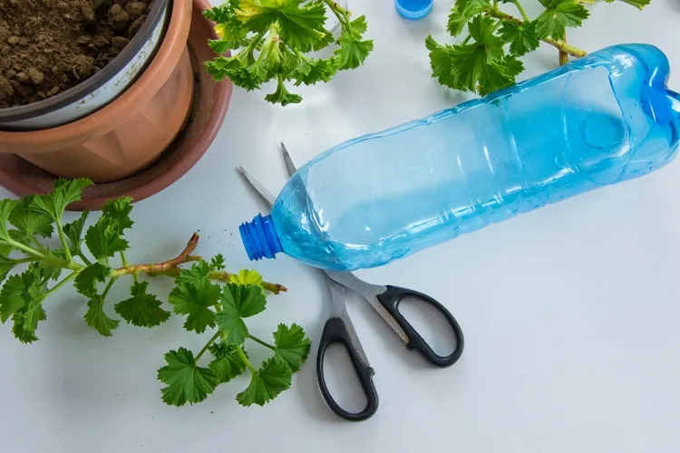 bouturage en bouteille plastique une mèthode revolutionaire pour réussir à coup sûr