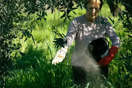 cendre de bois pour l'olivier