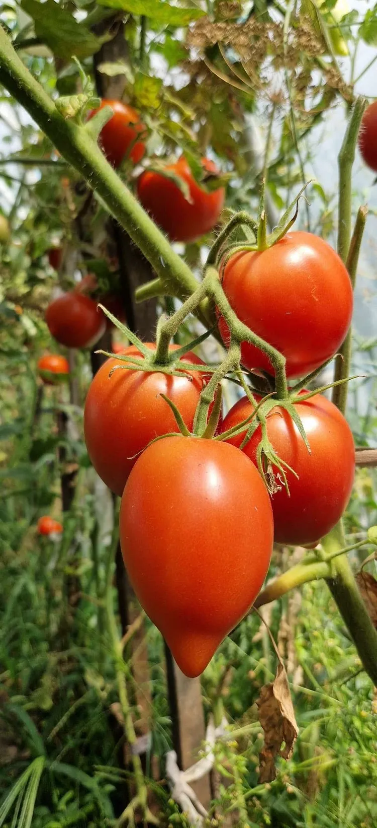 comment avoir des tomates précoces