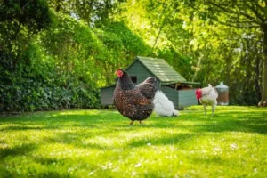 comment avoir toujours de l'herbe dans un poulailler constuire bar à herbes poules couvert végétal