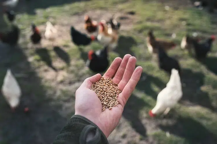 comment bien nourrir les poules