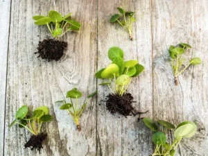 comment bouturer un pilea peperomioides dans l'eau couper tronc rempoter entretenir