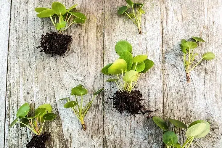 comment bouturer un pilea peperomioides dans l'eau couper tronc rempoter entretenir