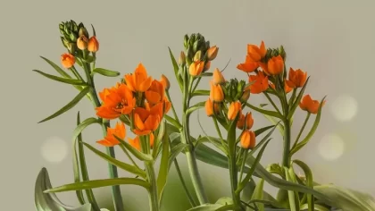 comment entretenir un ornithogalum