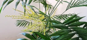 comment faire fleurir le palmier d'intérieur areca