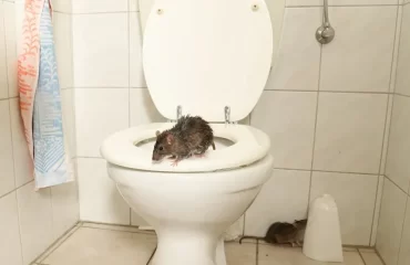 comment faire fuir les rats dеs wc se débarrasser des rats dans la canalisation
