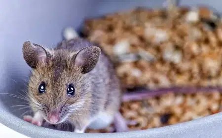 comment faire fuir les souris naturellement